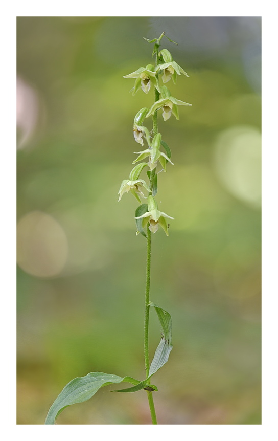 Orchidee Venete 2024 - 4