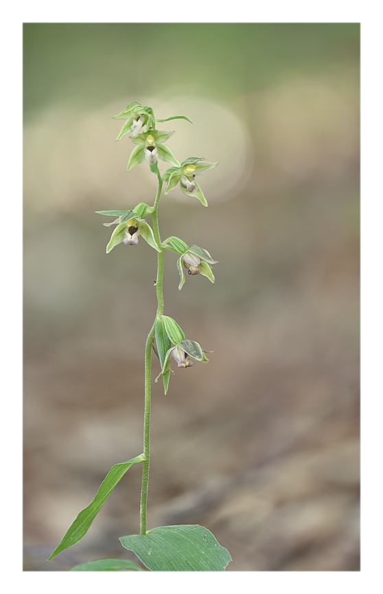 Orchidee Venete 2024 - 4