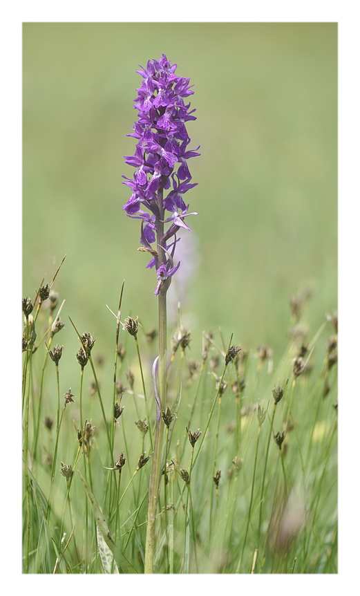 Orchidee Venete 2024 - 3