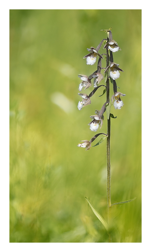 Orchidee Venete 2024 - 4