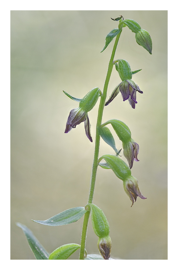 Orchidee Venete 2024 - 4