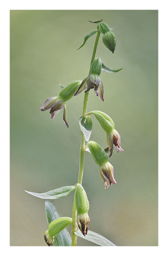 Orchidee Venete 2024 - 4