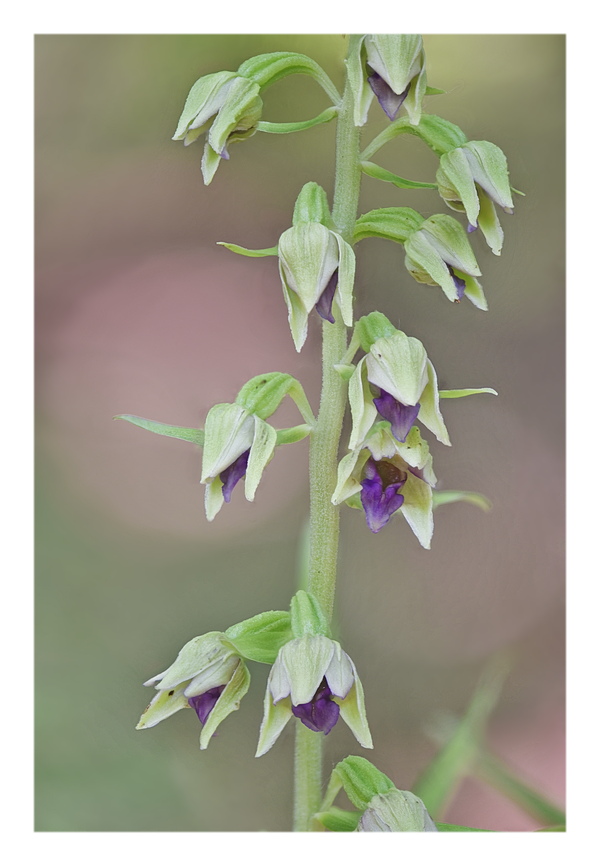 Orchidee Venete 2024 - 4