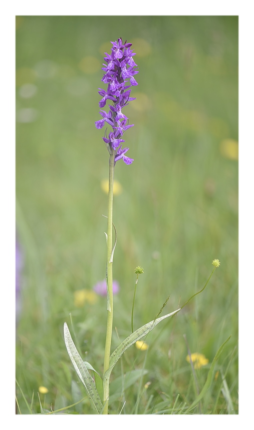 Orchidee Venete 2024 - 3