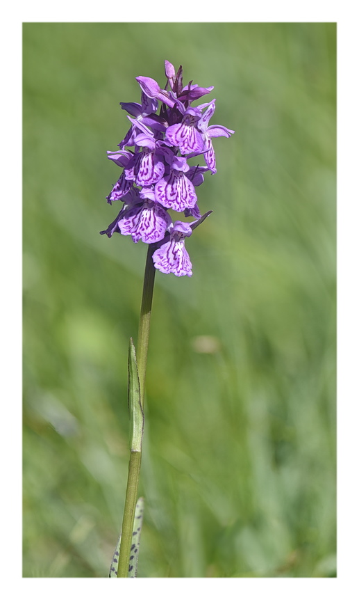 Orchidee Venete 2024 - 3