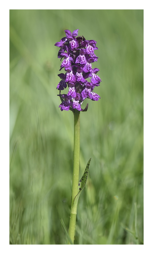 Orchidee Venete 2024 - 3