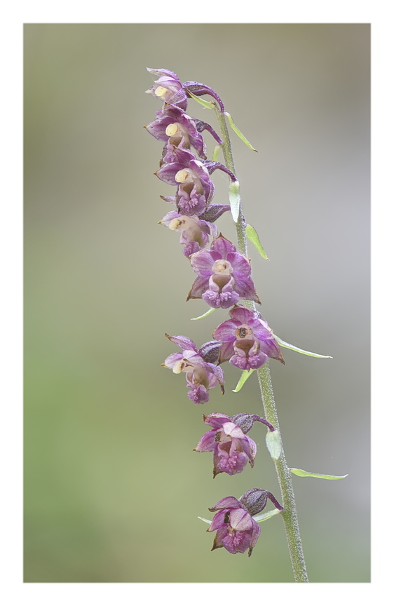 Orchidee Venete 2024 - 4