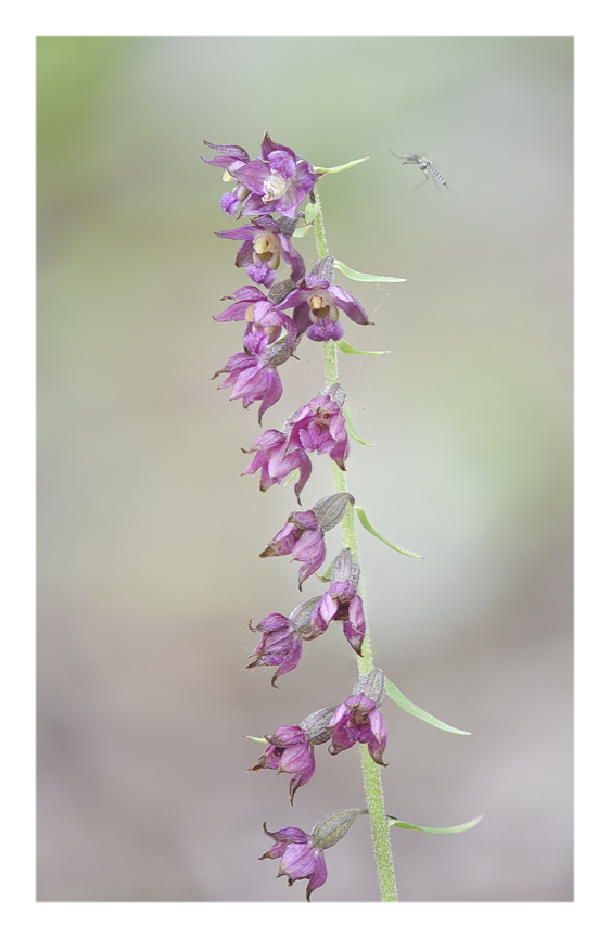 Orchidee Venete 2024 - 4