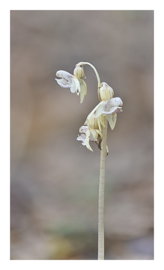 Orchidee Venete 2024 - 5