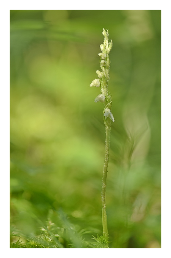 Orchidee Venete 2024 - 5