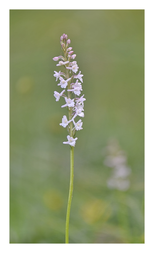 Orchidee Venete 2024 - 5
