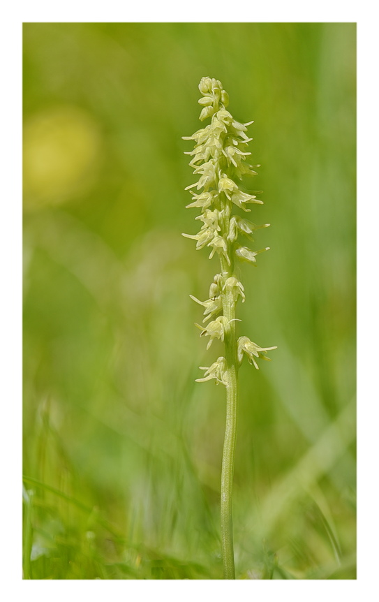 Orchidee Venete 2024 - 5