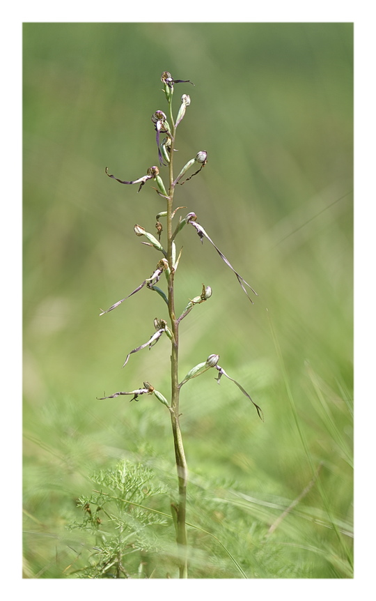 Orchidee Venete 2024 - 5