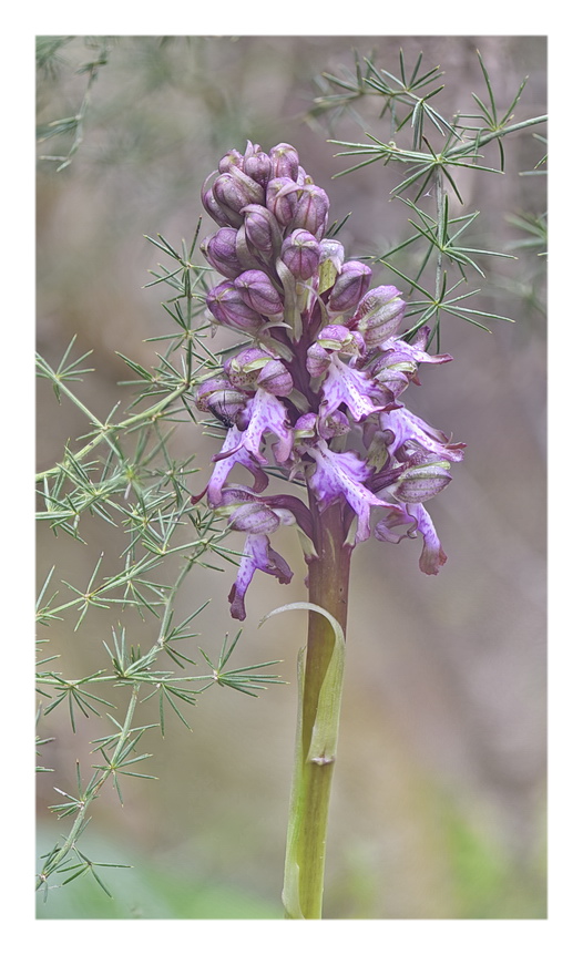 Orchidee Venete 2024 - 5