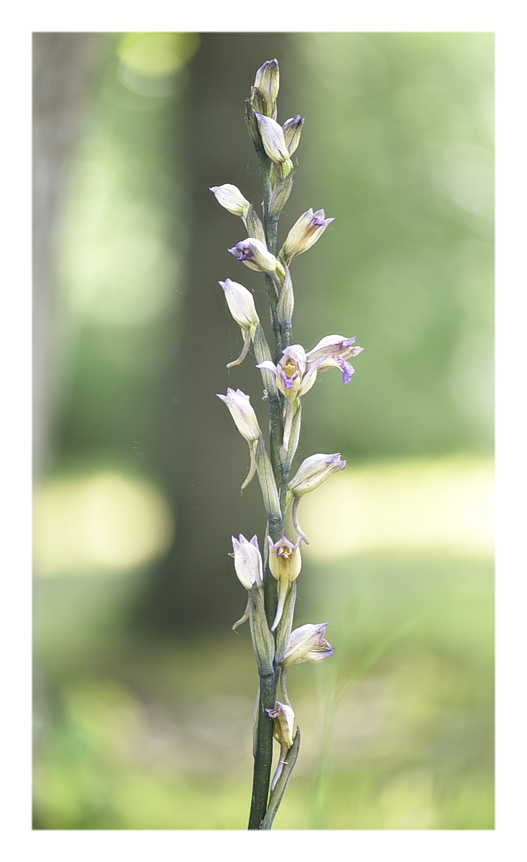 Orchidee Venete 2024 - 6