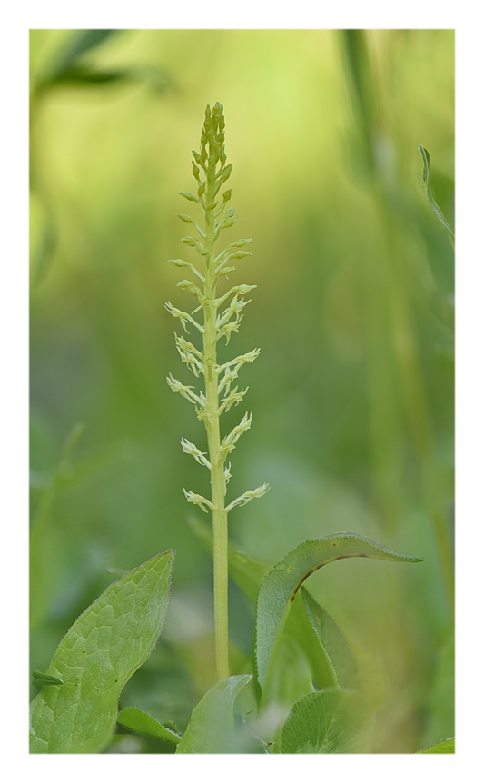 Orchidee Venete 2024 - 6