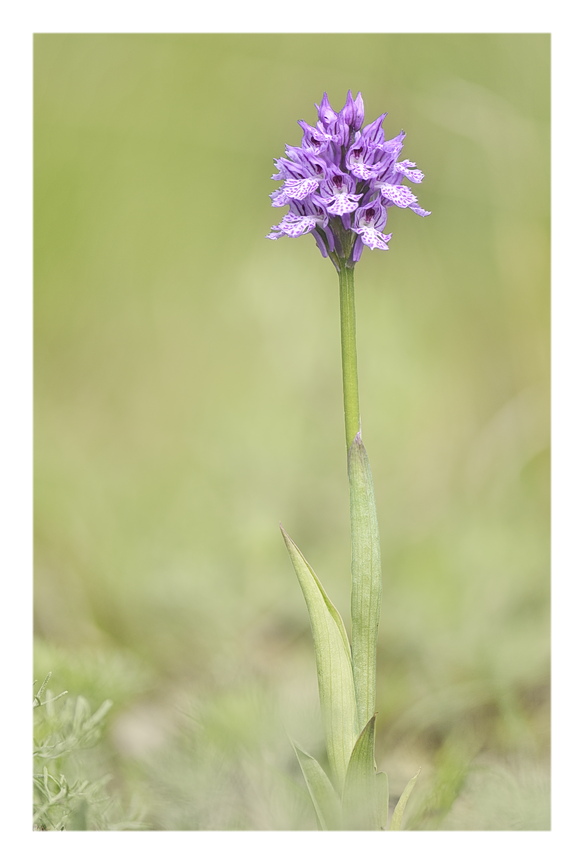 Orchidee Venete 2024 - 6