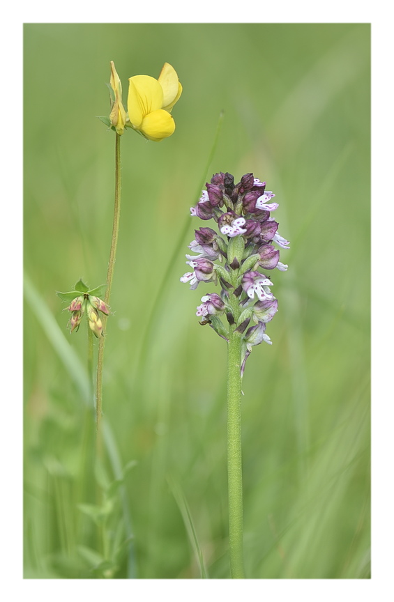 Orchidee Venete 2024 - 6