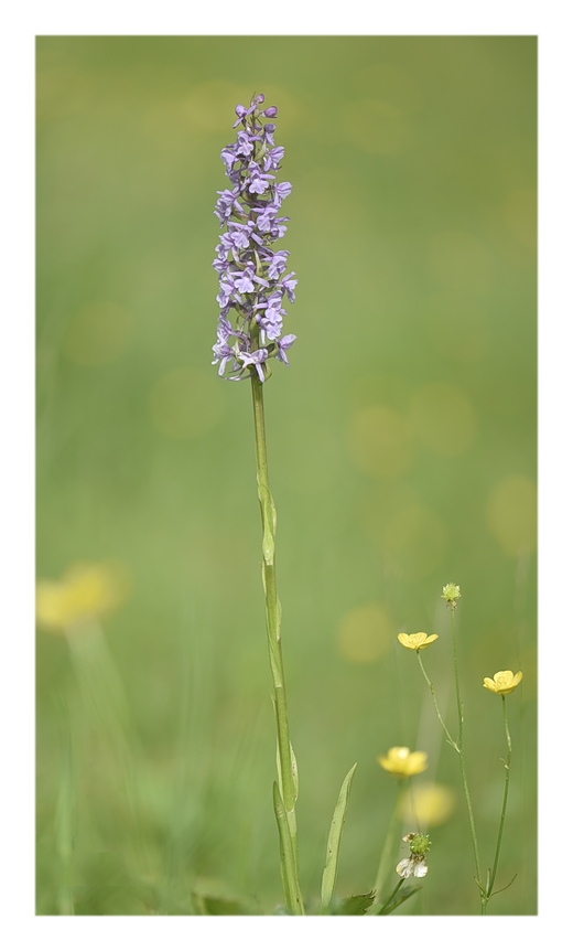 Orchidee Venete 2024 - 5