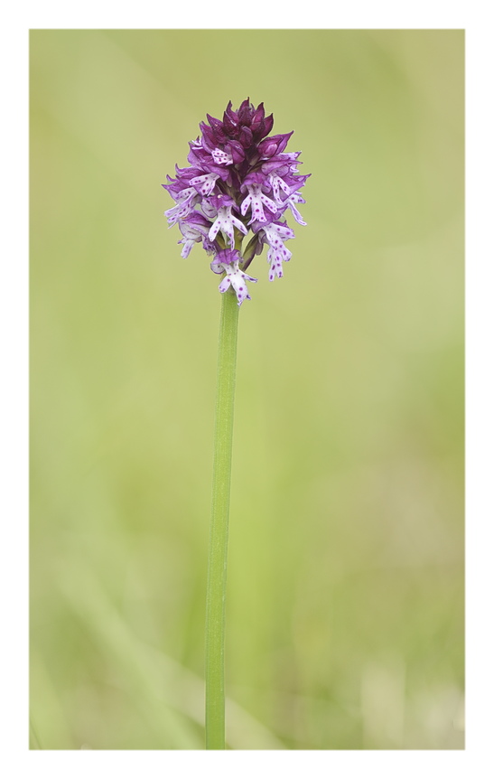 Orchidee Venete 2024 - 6