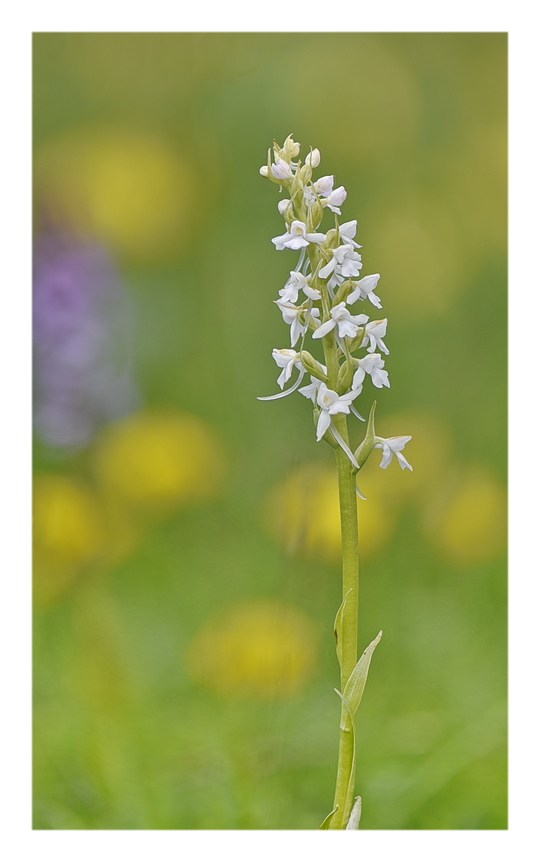 Orchidee Venete 2024 - 5