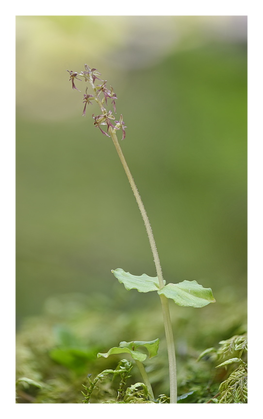 Orchidee Venete 2024 - 6