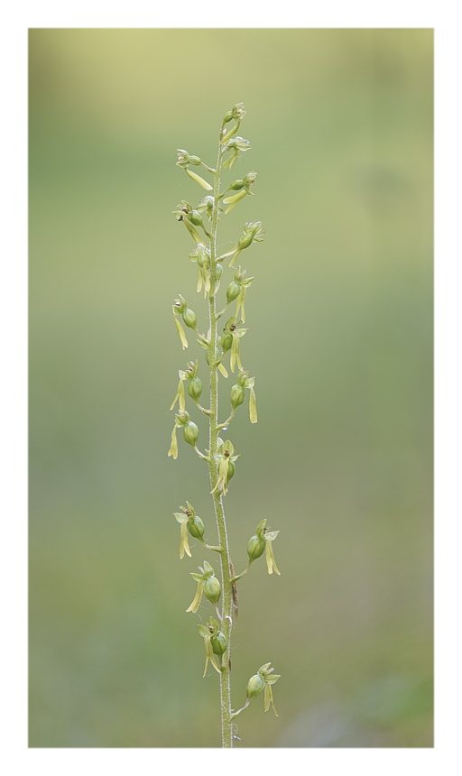 Orchidee Venete 2024 - 6