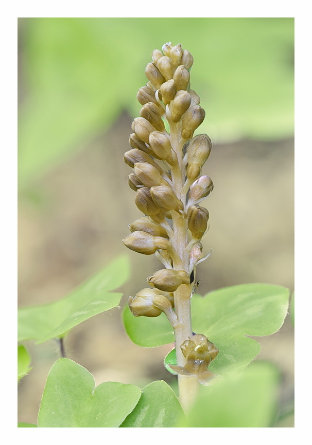 Orchidee Venete 2024 - 6