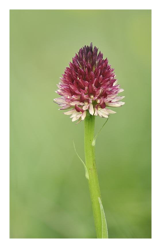 Orchidee Venete 2024 - 7