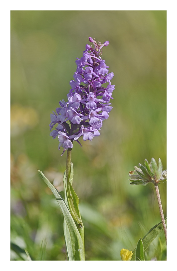 Orchidee Venete 2024 - 5