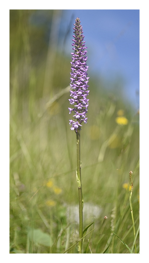 Orchidee Venete 2024 - 5