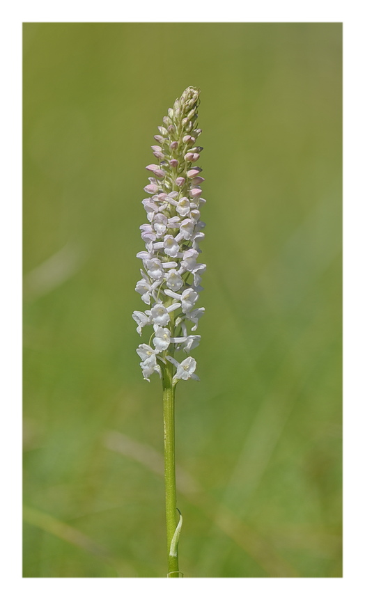 Orchidee Venete 2024 - 5
