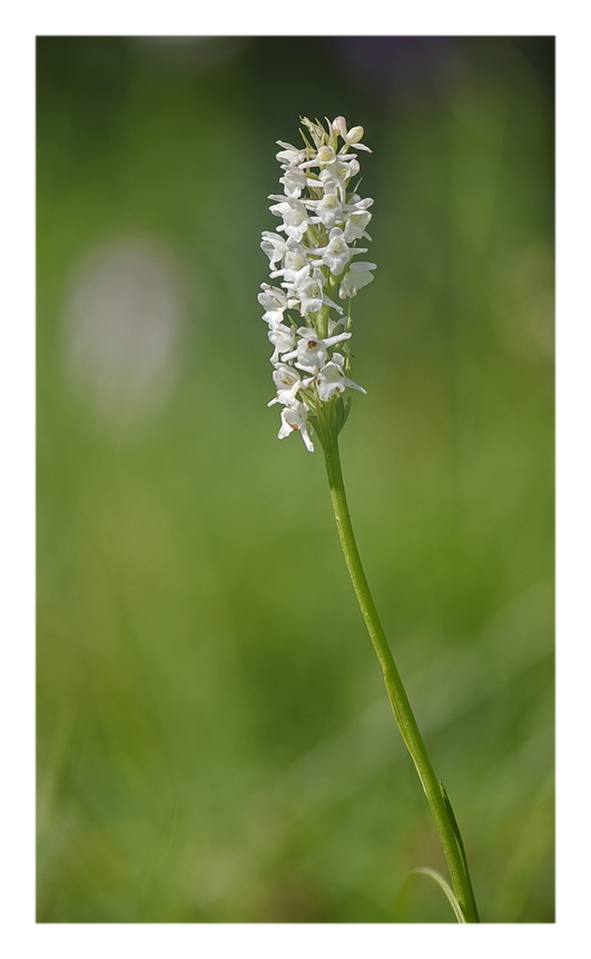 Orchidee Venete 2024 - 5