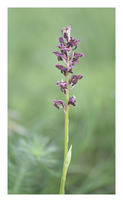 Orchidee Venete 2024 - 1