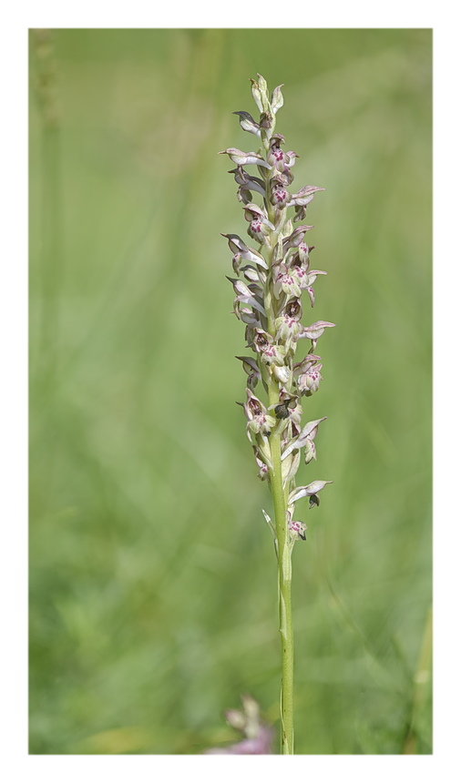Orchidee Venete 2024 - 1