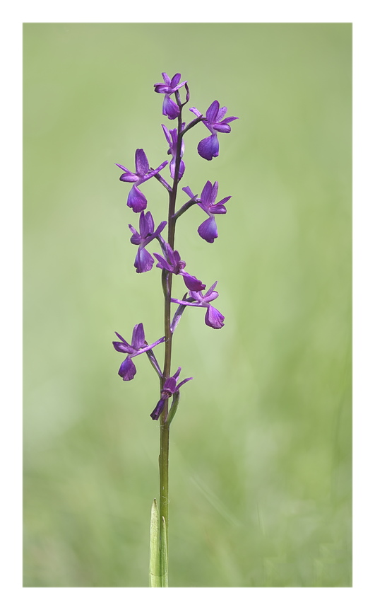 Orchidee Venete 2024 - 1