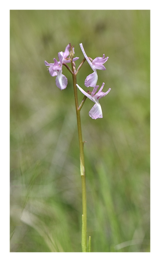 Orchidee Venete 2024 - 1