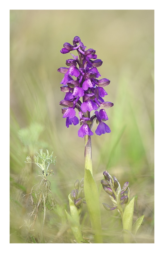 Orchidee Venete 2024 - 1