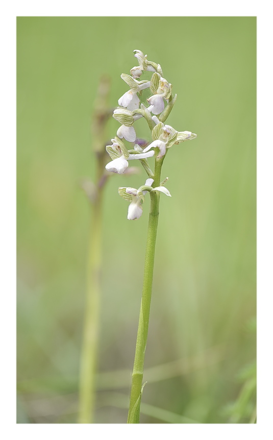 Orchidee Venete 2024 - 1