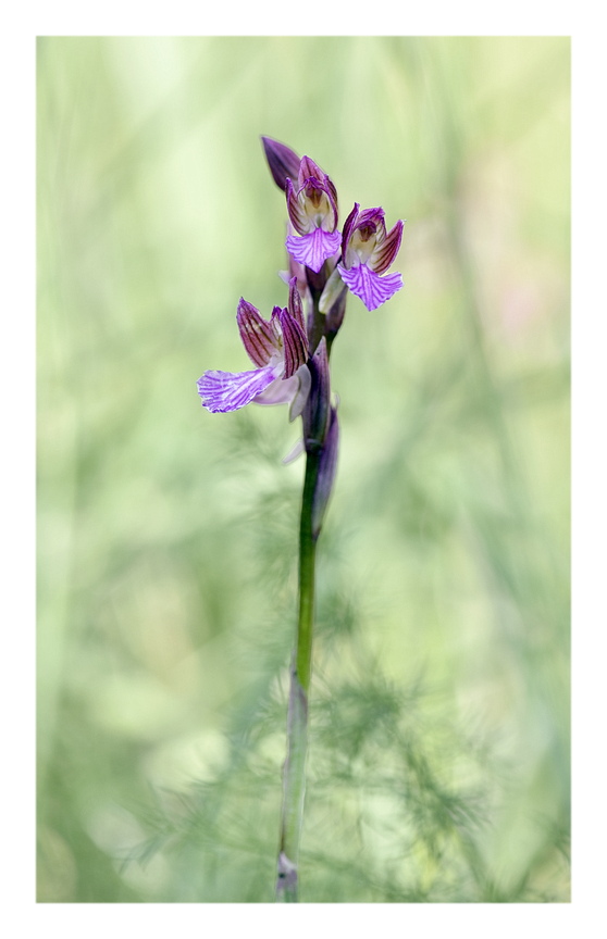 Orchidee Venete 2024 - 1