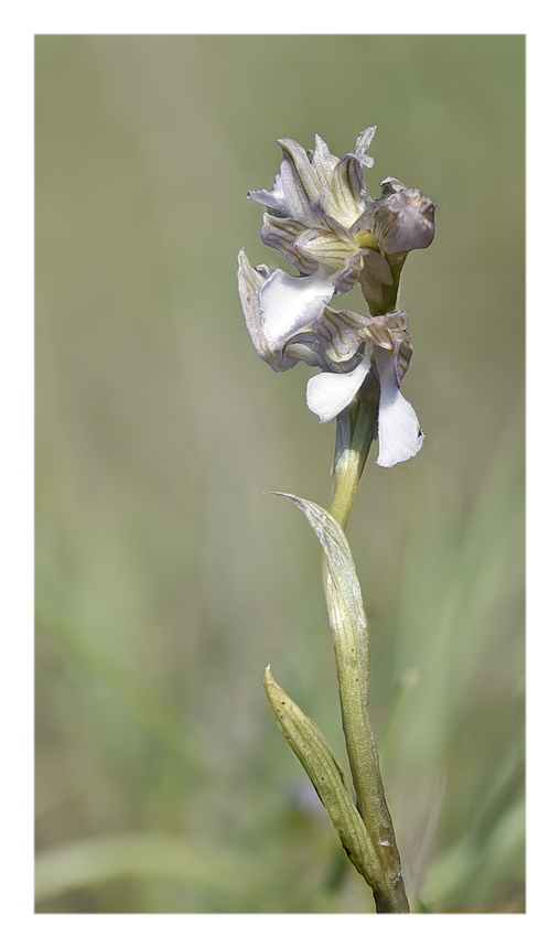 Orchidee Venete 2024 - 1