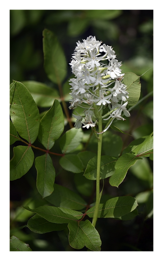 Orchidee Venete 2024 - 1