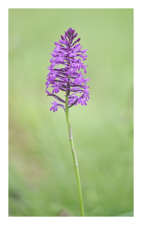 Orchidee Venete 2024 - 1