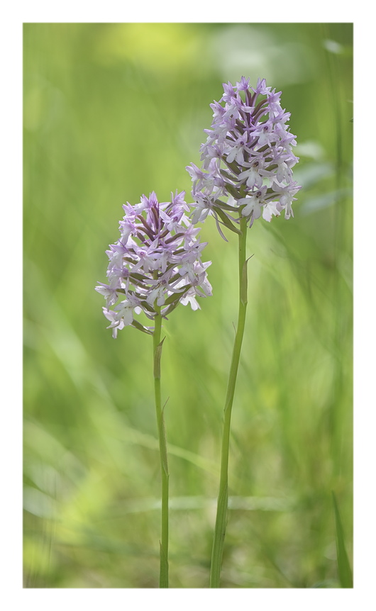 Orchidee Venete 2024 - 1