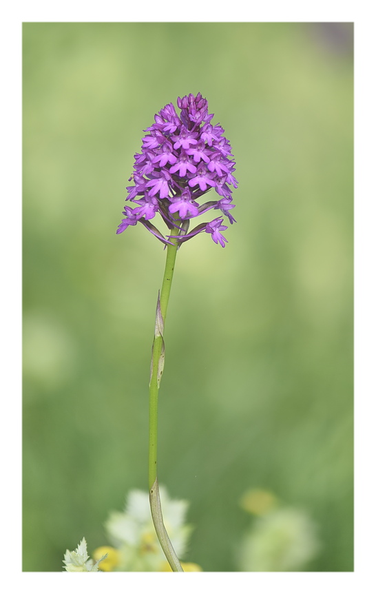 Orchidee Venete 2024 - 1