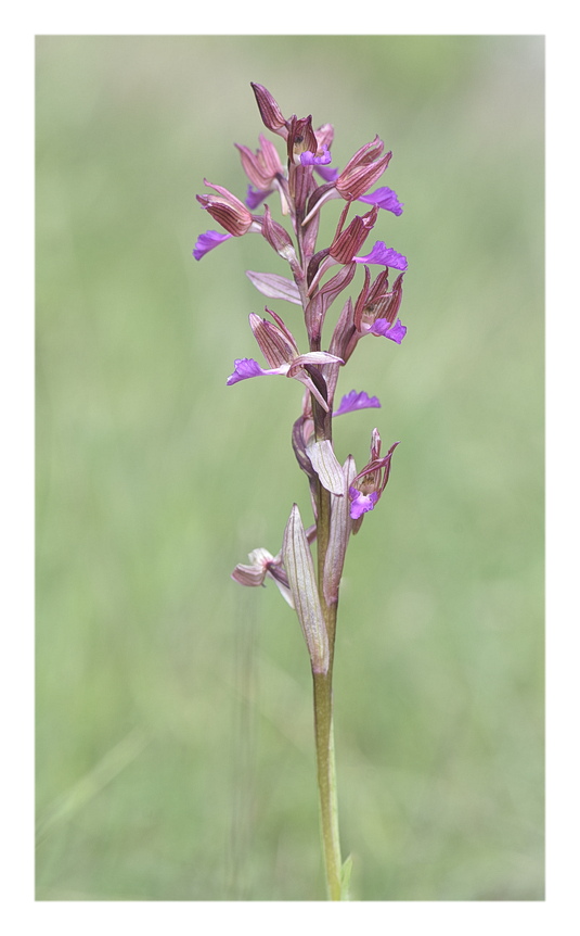 Orchidee Venete 2024 - 1