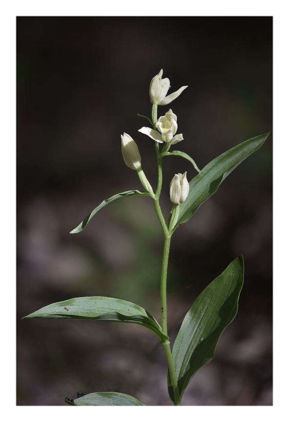 Orchidee Venete 2024 - 2