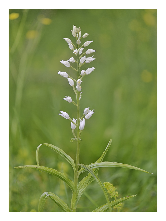 Orchidee Venete 2024 - 2