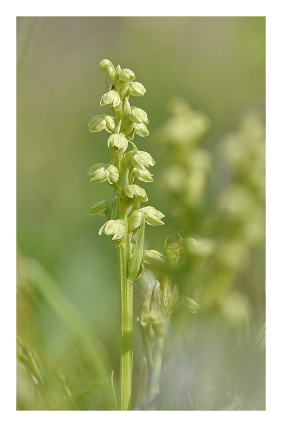 Orchidee Venete 2024 - 2