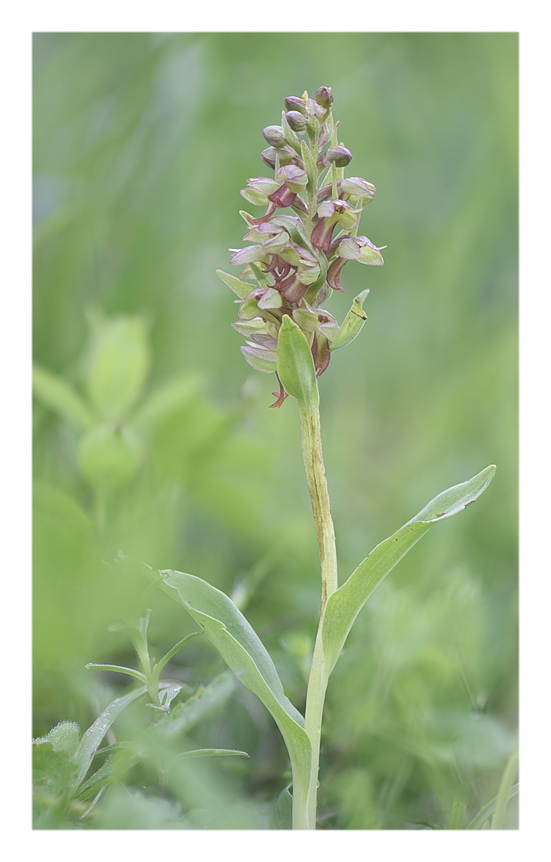 Orchidee Venete 2024 - 2